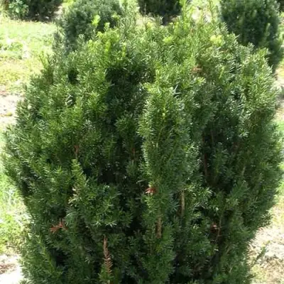 Тис ХИКСИ средний в Волковыске