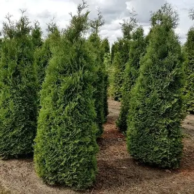 Туя ХОЛМСТРУП западная в Волковыске
