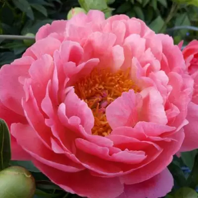 Пион КОРАЛ САНСЕТ травянистый в Волковыске