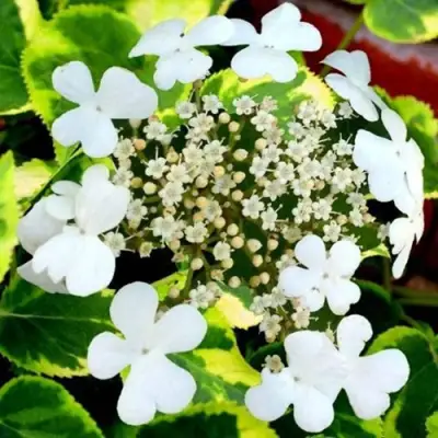 гортензия черешковая Миранда