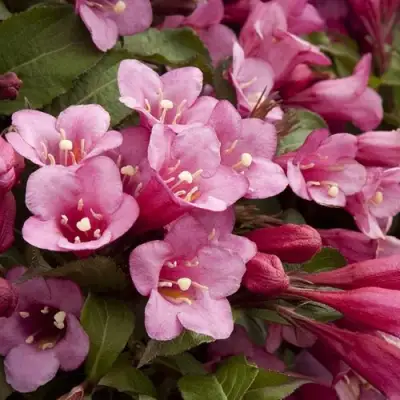 Вейгела ФЛОРИДА в Волковыске