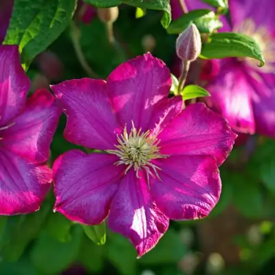 Клематис КАРМЕНСИТА в Волковыске