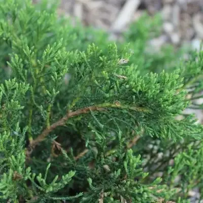 Можжевельник РОКЕРИ ДЖЕМ казацкий  в Волковыске