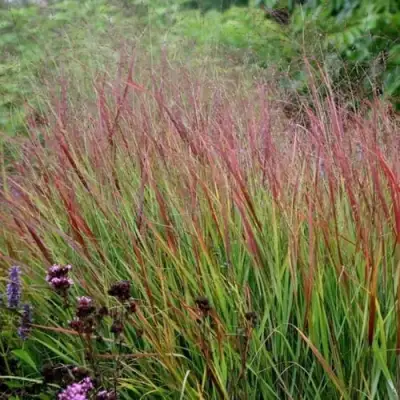 Просо РЕБРАУН прутьевидное в Волковыске