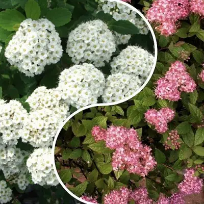 Комплект ТАЛАНТЛИВЫЙ САДОВОД в Волковыске