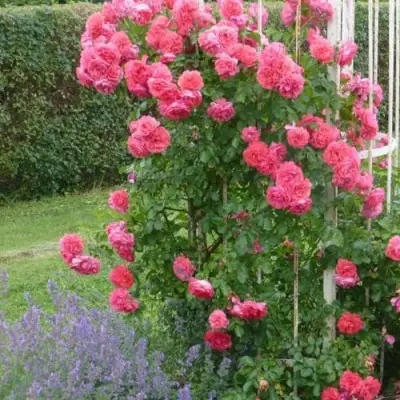 Роза РОЗАРИУМ ЮТЕРСОН плетистая в Волковыске