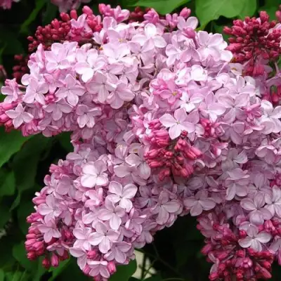 Сирень ЭСТЕР СТЕЙЛИ в Волковыске