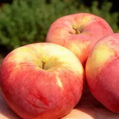 Яблоня ОРЛОВИМ в Волковыске