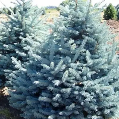 Ель ГЛАУКА колючая в Волковыске