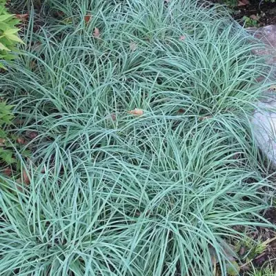 Осока БЛЮ ЗИНГЕР в Волковыске