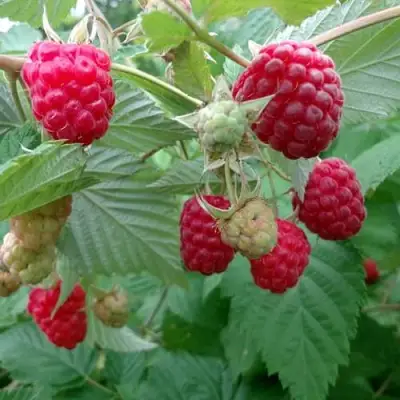 Малина ПРОСТО ПРЕЛЕСТЬ (СТОЛЕШНИК) в Волковыске