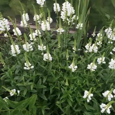 Физостегия АЛЬБА виргинская в Волковыске