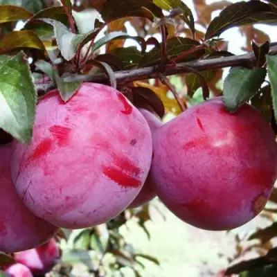 Слива ЛАМА в Волковыске