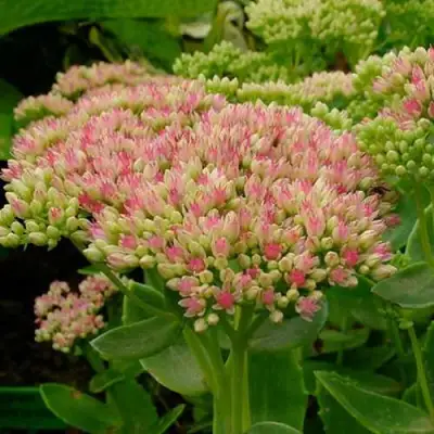 Очиток (седум) БРИЛЛИАНТ в Волковыске