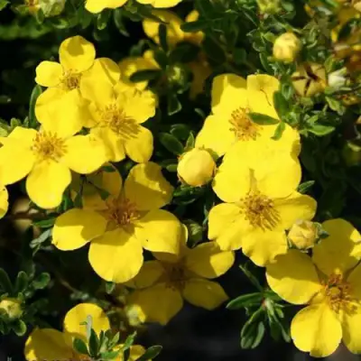 Лапчатка ХАКМАНС ГИГАНТ кустарниковая в Волковыске