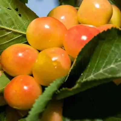 Дюк (черевишня) БЕЛОЧКА в Волковыске