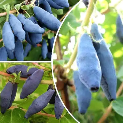 Комплект СЛАДКИЕ ХИТЫ в Волковыске