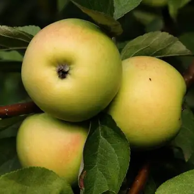 Яблоня ДАНИЛА в Волковыске