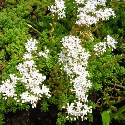 Очиток (седум) ХЛОРОТИКУМ белый в Волковыске