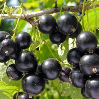 Смородина чёрная НЕСТЕР КОЗИН в Волковыске