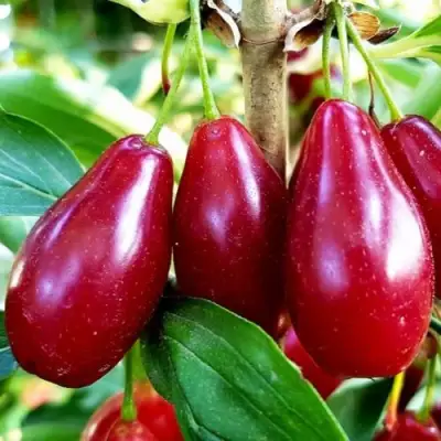 Кизил ВЛАДИМИРСКИЙ в Волковыске