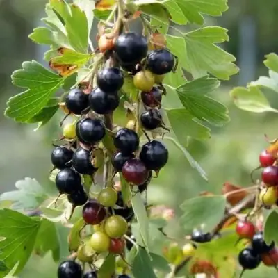 Смородина золотистая ПЛОТНОМЯСАЯ в Волковыске
