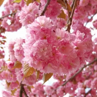 САКУРА  в Волковыске