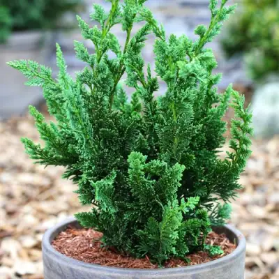 Кипарисовик ВИСЕЛЛИ лавсона в Волковыске