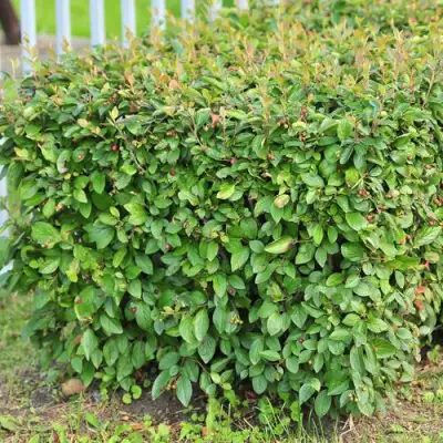 Кизильник блестящий в Волковыске