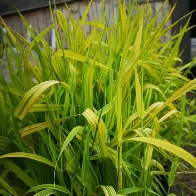 Фалярис АРКТИК САН тростниковый в Волковыске