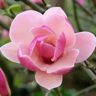 Магнолия РУСТИКА РУМБА в Волковыске