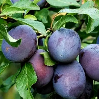 Слива ВЕНГЕРКА БЕЛОРУССКАЯ в Волковыске