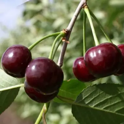 Вишня МОРОЗОВКА в Волковыске