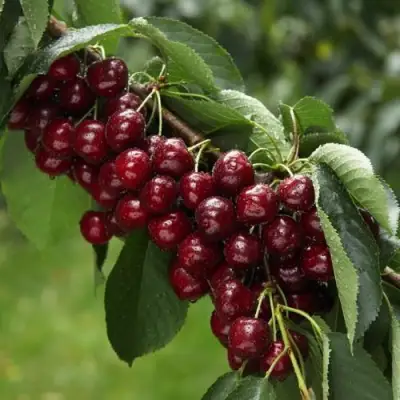 Вишня ОБЛАЧИНСКАЯ