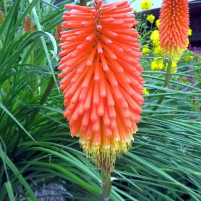 Книфофия БЕНГАЛ ФАЕР гибридная в Волковыске