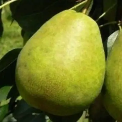 Груша ЛАГОДНАЯ в Волковыске