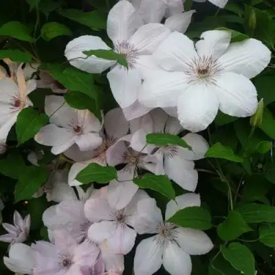 Клематис ИОАНН ПАВЕЛ 2 в Волковыске