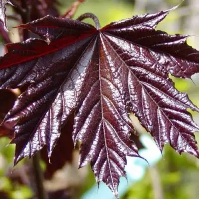 Клен КРИМСОН КИНГ остролистный в Волковыске