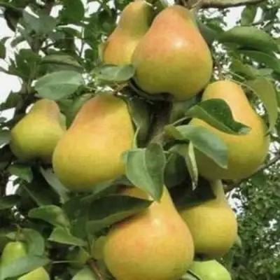 Груша ЛЮБИМИЦА ЯКОВЛЕВА в Волковыске