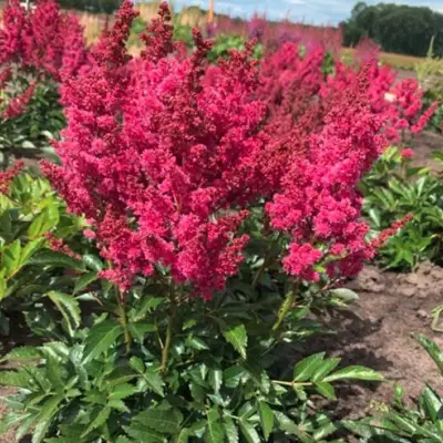 Астильба ЛАКИ ДЕЙ Арендса в Волковыске
