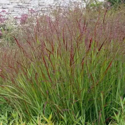 Просо ШЕНАНДО прутьевидное в Волковыске