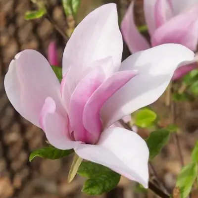 Магнолия БЕТТИ в Волковыске