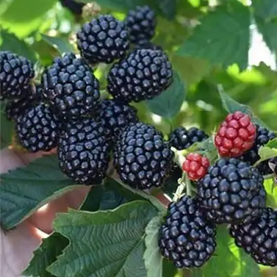 Ежевика ПОЛАР бесшипная  в Волковыске