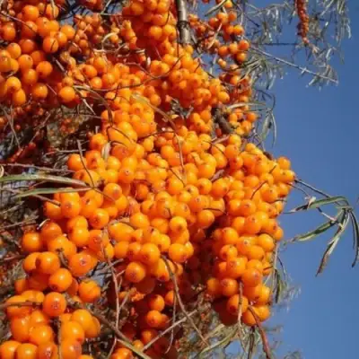 Облепиха СУДАРУШКА в Волковыске