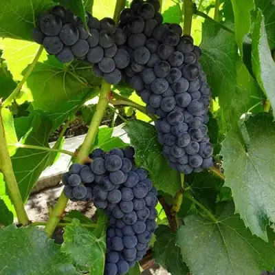 Виноград ВЭЛИАНТ в Волковыске