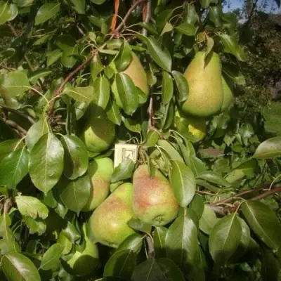 Груша БЕРЕ ЛЮКА в Волковыске