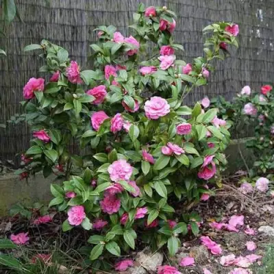 Камелия ДЕББИ в Волковыске