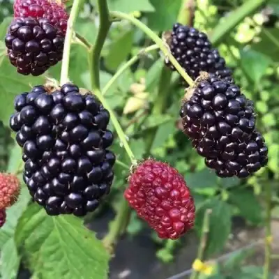 Ежевика ПРАЙМ АРК ФРИДОМ ремонтантная  в Волковыске