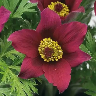 Прострел ПИНВИЛ РЕД ШЕЙДЕС в Волковыске