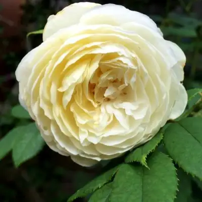 Роза КЛЭР ОСТИН английская в Волковыске